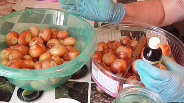 Выгонка зеленого лука в пластиковой бутылке смотреть онлайн