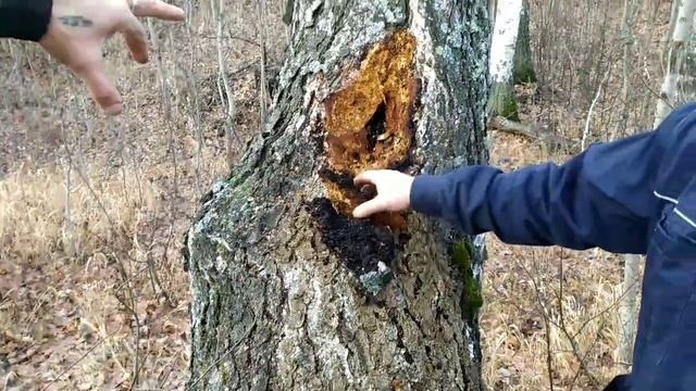 прогулка по лесу, чага целебный гриб смотреть онлайн