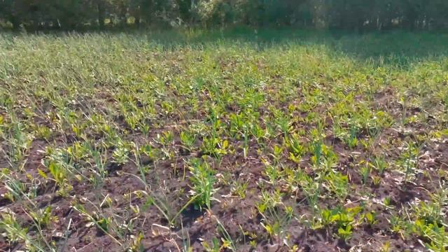 Корневая система чеснока, азофоска + 