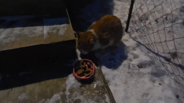 [Зверинец] Коты и собаки кушают хлеб смотреть онлайн