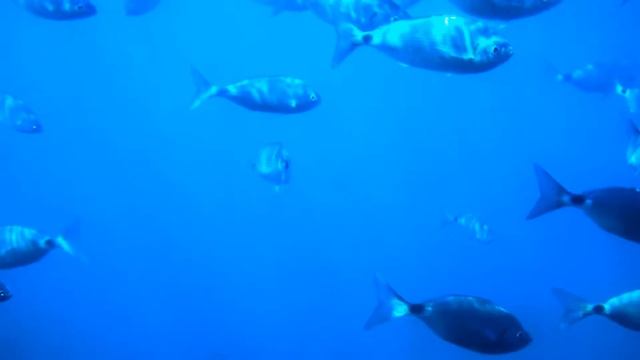 Максим Горький | Случай с Евсейкой смотреть онлайн