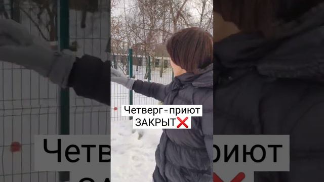 К сожалению по четвергам в приюте санитарный день, а значит собаки будут ждать пятницу ‼️ #dog