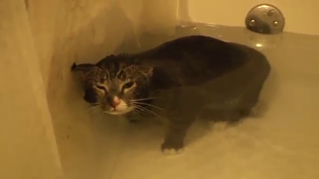 Cat Meows Underwater [ORIGINAL VIDEO] смотреть онлайн