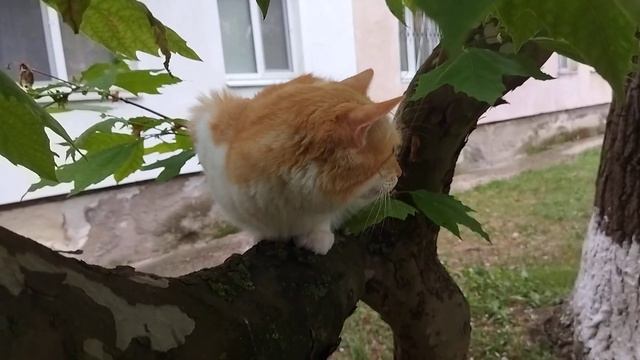 Молодой Лёвушка на прогулке. 2022 06 24 19 39 10 смотреть онлайн