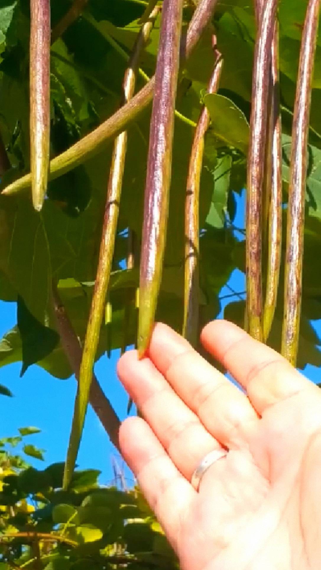 Дерево Катальпа и её макаронные стручки! смотреть онлайн