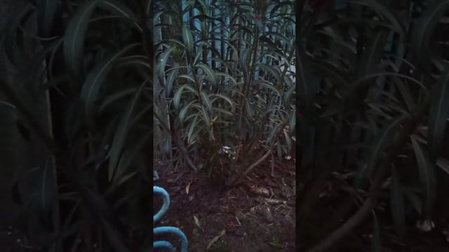 Олеандр цветущий смотреть онлайн