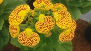 Кальцеолярия. Выращивание к 8 марта.
