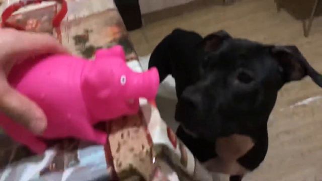 Питбуль vs.свин #pitbullpuppy#pitbull#pitbull-pit bull смотреть онлайн