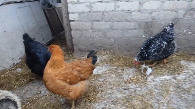 Наши Ливенские курочки