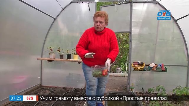 Садовые истории- подкормка огурцов смотреть онлайн