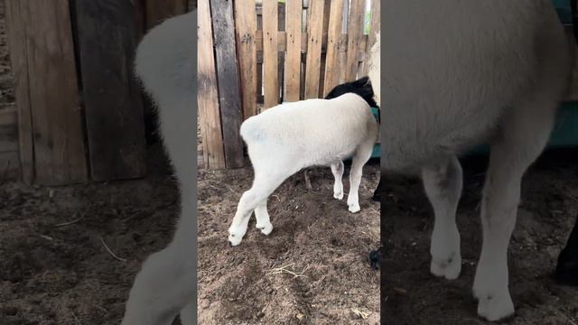 Cheguei!! #sheep #ovelhas смотреть онлайн