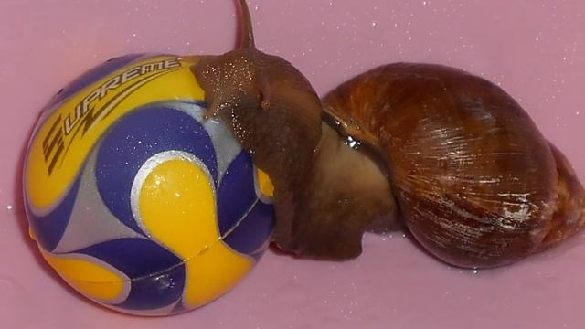 Улитка Ахатина бодрствует! (ФОТОРЕПОРТАЖ)