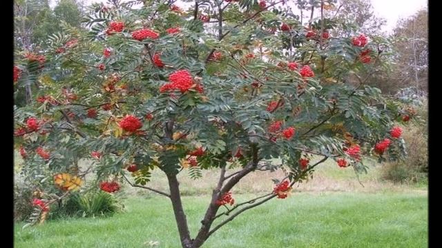 Сказка о Рябинке.Марианна Александрова смотреть онлайн