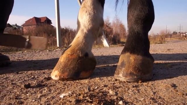 УРОК ПО РАСЧИСТКЕ КОПЫТ смотреть онлайн