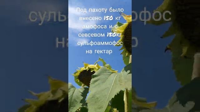 Итоги работай с подсолнечником в 2020году. ЕС ГЕНЕЗИС Ранний смотреть онлайн