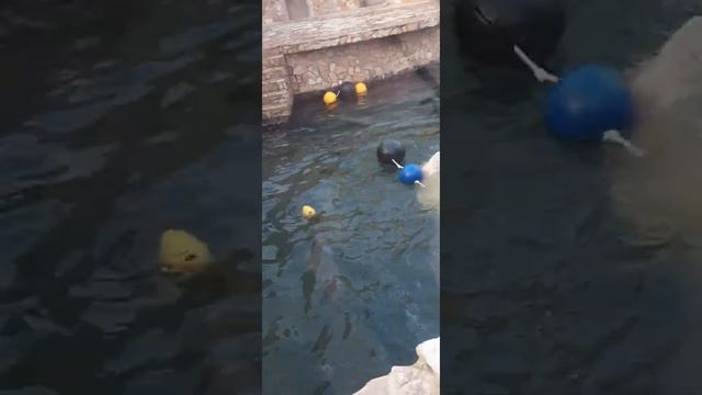 Питерский зоопарк смотреть онлайн