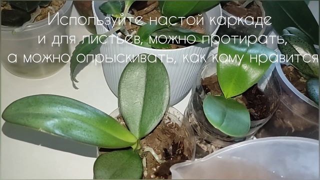 Обязательно Сделайте это и Орхидея выпустит Цветоносы! смотреть онлайн