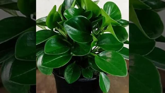 36 Best Indoor Plants Safe for Cats and Dogs/ Best Plants Safe for pets / Plant and Planting смотреть онлайн