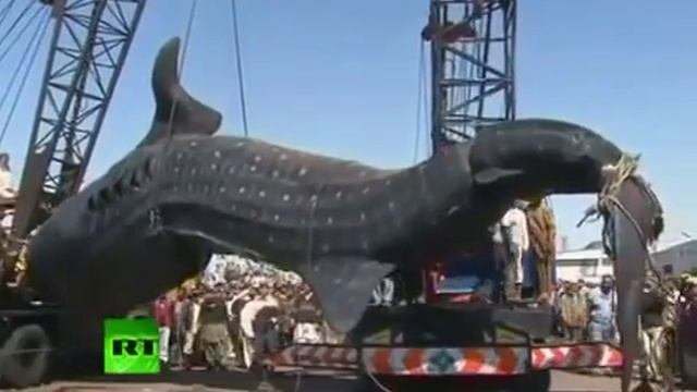 Поймана гигантская китовая акула Шок! смотреть онлайн