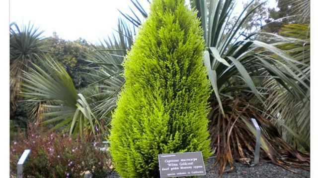 Кипарис крупноплодный (Cupressus macrocarpa) смотреть онлайн