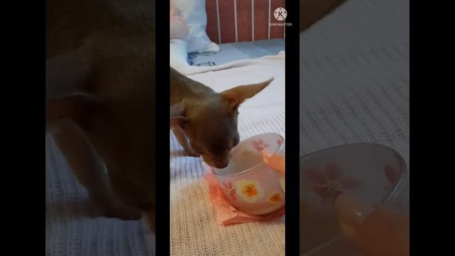 Вся в маму! Матюша любит чай с молоком 🐶 смотреть онлайн