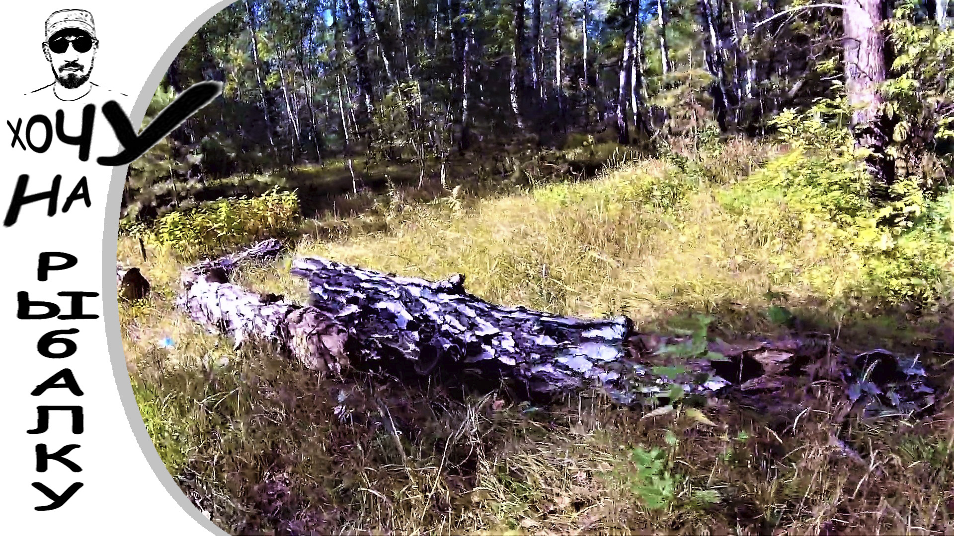 КАК С ЖЕНОЙ ЗА ГРИБАМИ ЕЗДИЛИ. тихая охота ищем грузди в бору смотреть онлайн