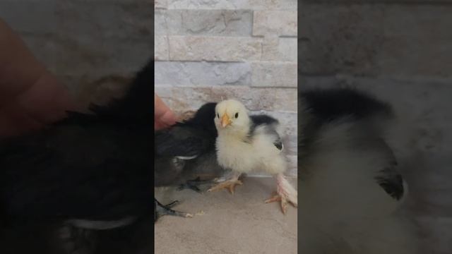 Нам уже 10 дней. Джерсийский гигант и Мраморный кохенхин смотреть онлайн