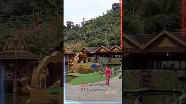 孔雀 Beautifull Peacocks Video 4 #animals #peacock #孔雀 #动物 #china #animalsoftiktok смотреть онлайн