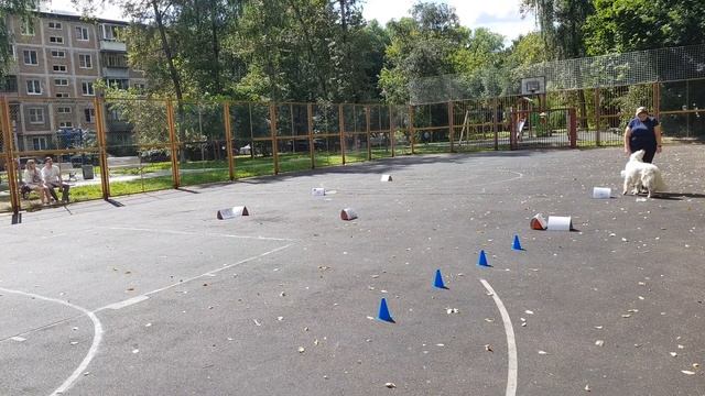 РО1 Кузнецова Наталия Goldenrush Eyes For You (Рэй) "Онлайн соревнования по Ралли Обидиенс" смотреть онлайн