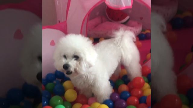 Smart Dog Videos Like to Learn Colors смотреть онлайн