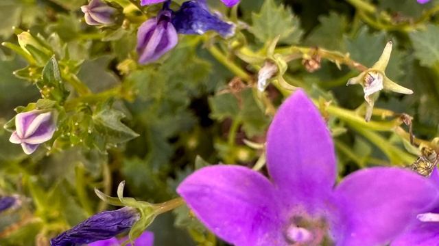 Cerilla malva (Campanula portenschlagiana) смотреть онлайн