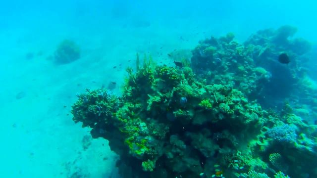 Красное море. Заповедник Рас Мохаммед. Дайвинг. смотреть онлайн