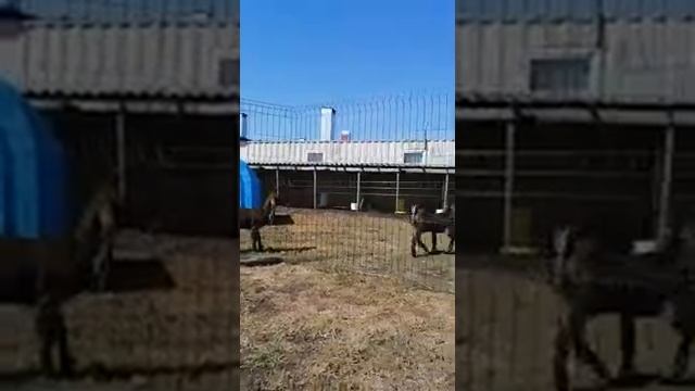 IMG 2091Восточные козы. Козы Камори. Козы Битал. Новосибирск. Вацап 89130003484 смотреть онлайн