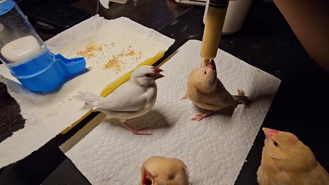 The Java finches are much quieter than the zebra finches смотреть онлайн