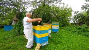 Бакфаст на любительской пасеке.