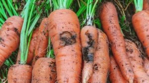 МОРКОВНАЯ МУХА - избавляемся быстро и навсегда! ДВОЙНАЯ защита от морковной мухи!