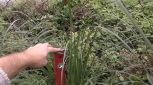 Кортадерия, выращивание в Поволжье, Пенза / Cortaderia selloana(Pampas grass)