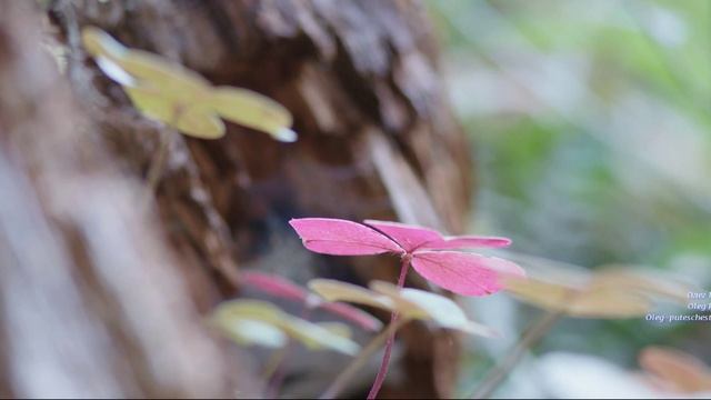 Coast Of Redwood. 红木海岸。 Побережье Редвуд.