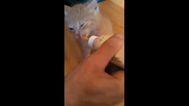 Милые котята Грудной котеночек кушает смотреть онлайн
