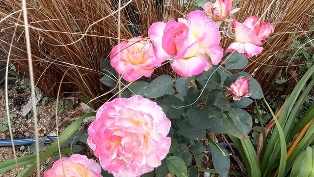 Осенний полив роз и борьба с вредителями роз. Питомник роз Полины Козловой rozarium.biz смотреть онлайн