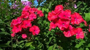 Флокс МИСС МАРИ - обзор, описание, цветение, отзыв.