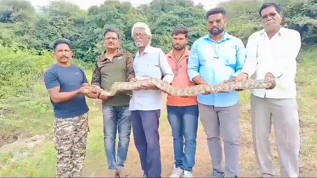 We are release the rare snake Indian python founded in india смотреть онлайн