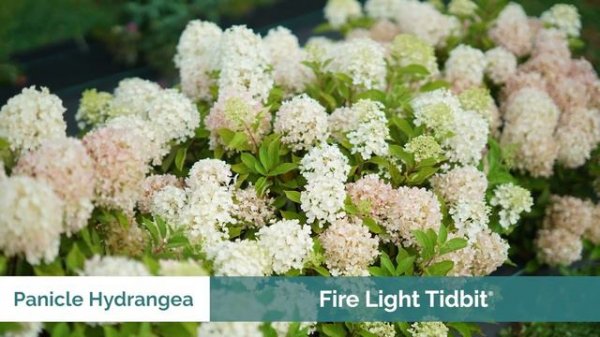 Top Shrubs for Foundation Plantings