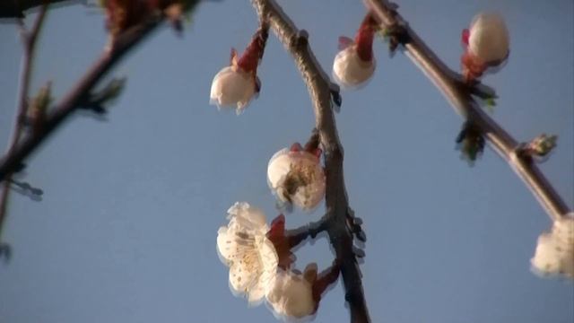 ЗА 2 ДНЯ РАСЦВЕЛ АБРИКОС (APRICOT BLOOMED) смотреть онлайн