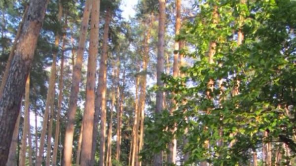 ЗА СИНИМИ ТУМАНАМИ Наталья Бучинская