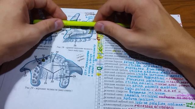 Верхняя челюсть - простое объяснение. Строение и значение структур. Краниология. Maxilla смотреть онлайн