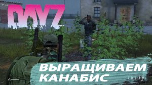 DAY Z Как выращивать канабис_ Инструкция от и до!