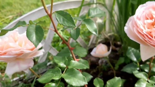 Роза Абрахам Дерби один день из ее жизни смотреть онлайн