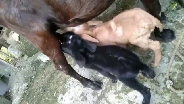 goat breast feeding her 2 tiny baby@breastfeedingisthebest смотреть онлайн