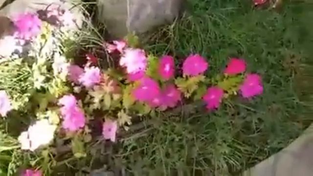 Gerardo dando una bella reflexion de las petunias de su jardín. смотреть онлайн